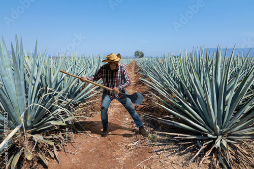 Landscape of agave plants to produce tequila