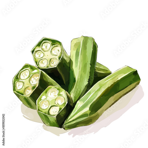 Beautiful sliced okra painting design set Hand-painted style, vectorized, vector set available in EPS, Simple Hand-painted watercolor style