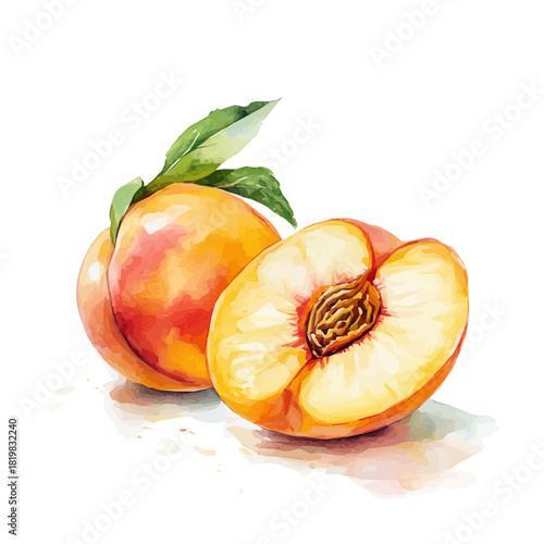 Simple, Beautiful sliced_peach painting design set. Hand-painted style, vectorized, vector set available in EPS, Simple Hand-painted watercolor style