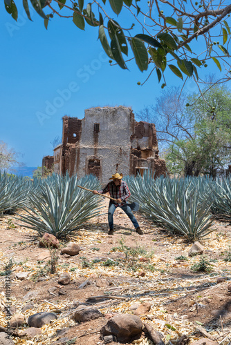Landscape of agave plants to produce tequila