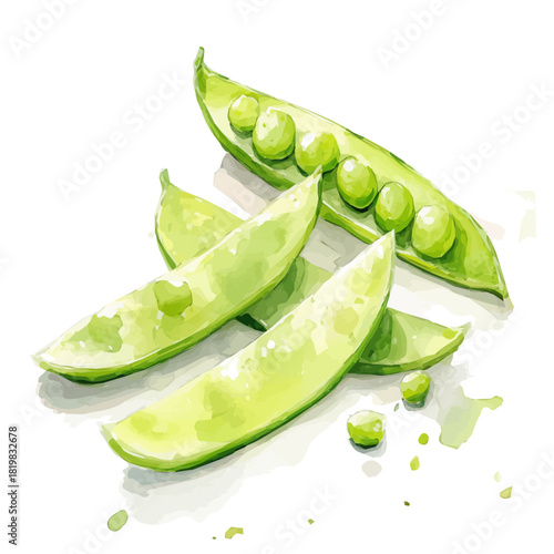 Simple Beautiful sliced_peas painting design set Hand-painted style, vectorized, vector set available in EPS, Simple Hand-painted watercolor style