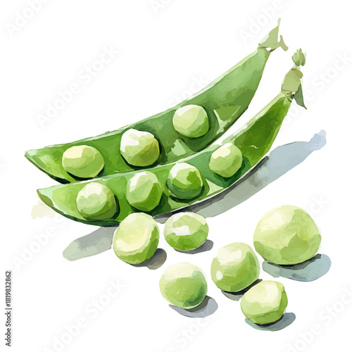 Simple green peas painting design set Hand-painted style, vectorized, vector set available in EPS, Simple Hand-painted watercolor style