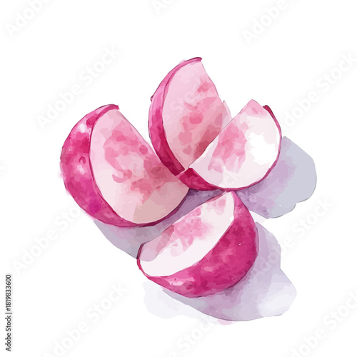 sliced radish painting design set Hand-painted style, vectorized, vector set available in EPS, Simple Hand-painted watercolor style