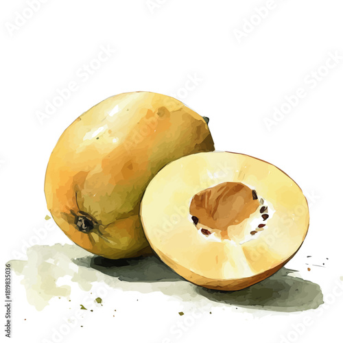 whole and half nance fruit painting design set Hand-painted style, vectorized, vector set available in EPS, Simple Hand-painted watercolor style