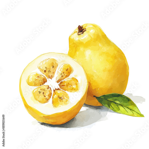 Elegant yellow guava painting design collection, Hand-painted style, vectorized, vector set available in EPS, Simple Hand-painted watercolor style