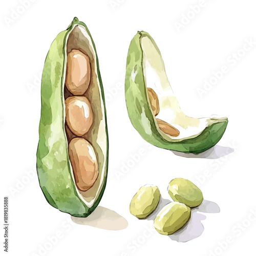Elegant peas painting design collection, Hand-painted style, vectorized, vector set available in EPS, Simple Hand-painted watercolor style