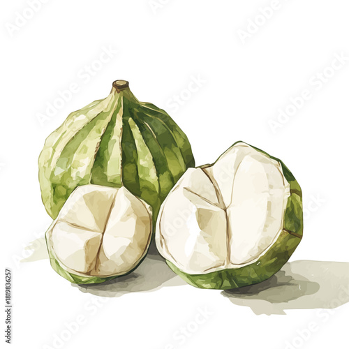 Elegant peeled candlenut painting design set Hand-painted style, vectorized, vector set available in EPS, Simple Hand-painted watercolor style