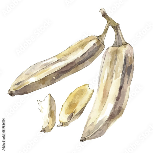 peeled plantain painting design set Hand-painted style, vectorized, vector set available in EPS, Simple Hand-painted watercolor style