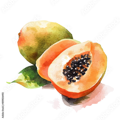 Illustration of peeled papaya painting design set, Hand-painted style, vectorized, vector set available in EPS, Simple Hand-painted watercolor style	