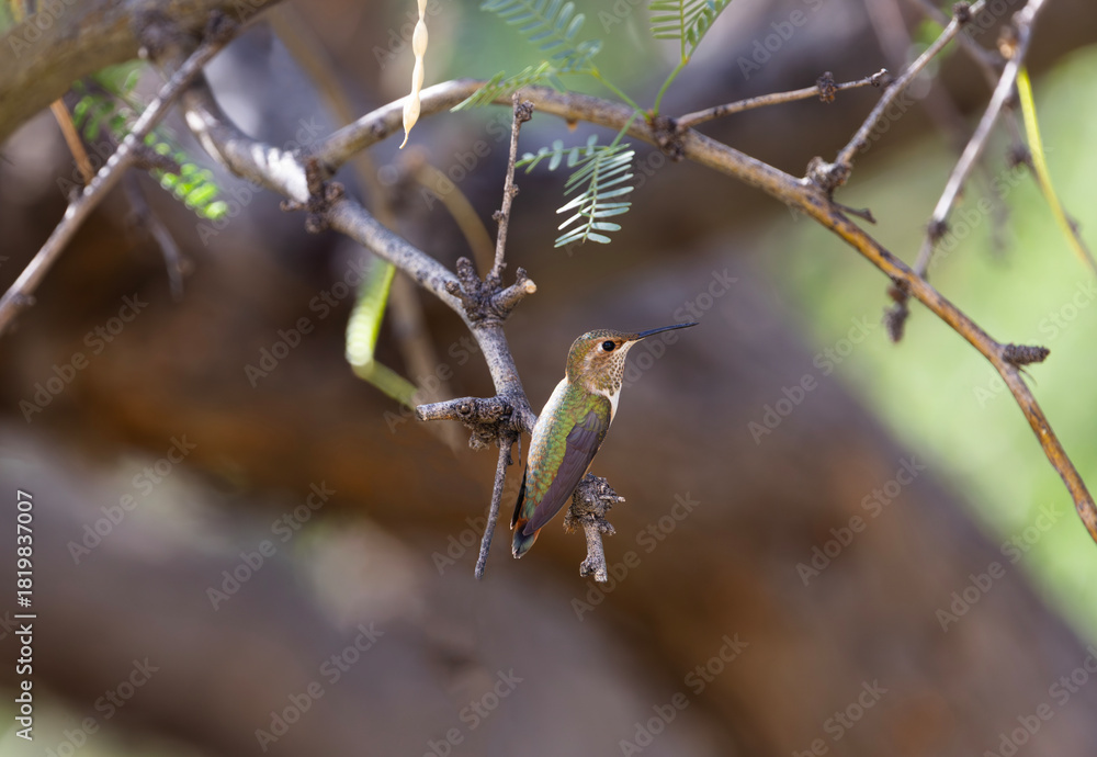 Obraz premium Hummingbird perched on mesquite tree branch at Ash Canyon in Arizona