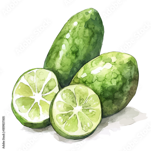 Illustration of finger lime slices painting design set, Hand-painted style, vectorized, vector set available in EPS, Simple Hand-painted watercolor style	