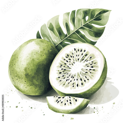 Illustration of monstera and guava painting design set, Hand-painted style, vectorized, vector set available in EPS, Simple Hand-painted watercolor style	