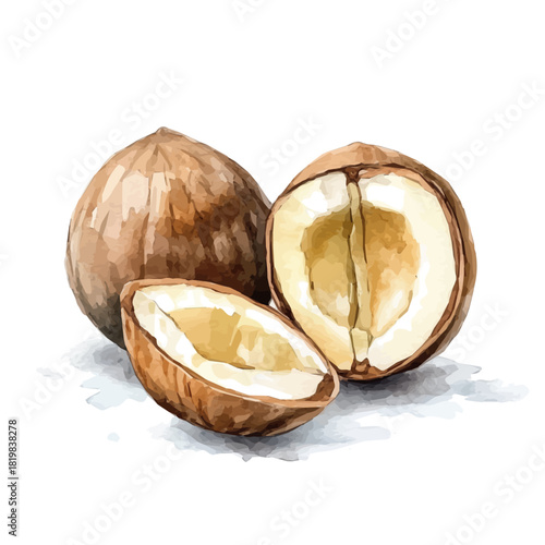 Illustration of sliced almond painting design set, Hand-painted style, vectorized, vector set available in EPS, Simple Hand-painted watercolor style	
