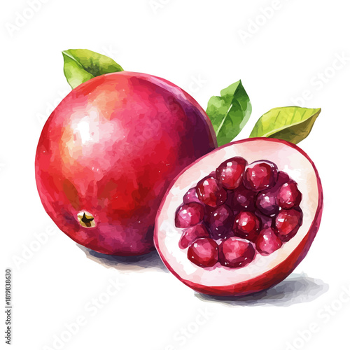 Illustration of tropical fruits painting design set, Hand-painted style, vectorized, vector set available in EPS, Simple Hand-painted watercolor style	