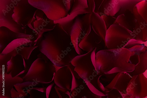 Background Texture of Deep Red and Burgundy Rose Petals Close-up