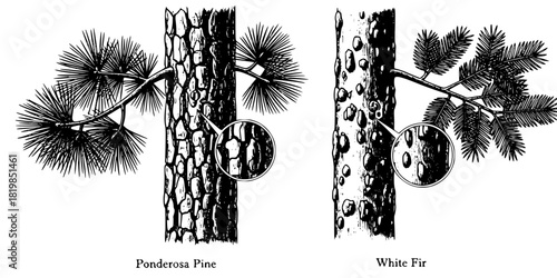 Tree trunk, coniferous tree, needle foliage, tree comparison, bark texture, nature illustration, botanical contrast, foliage layers, educational art, ecology study