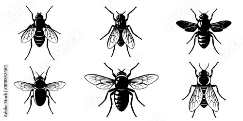 Insect silhouettes collection, fly mosquito bee species, winged bug icon, vector illustration, nature art, entomology design, wildlife fauna, pest control graphic