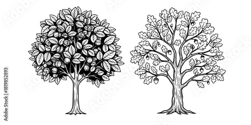 Green walnut tree and oak tree illustration, nature vector art, botanical design, forest plants, leafy trees, fruit-bearing trees, eco-friendly graphics, natural elements