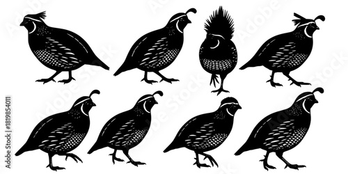 Quail bird silhouettes, wildlife illustration design, standing and walking quails, nature animal artwork, bird identification concept, detailed plume silhouette drawing