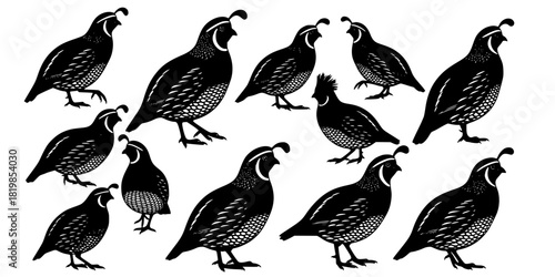 Quail bird silhouettes, wildlife illustration design, standing and walking quails, nature animal artwork, bird identification concept, detailed plume silhouette drawing