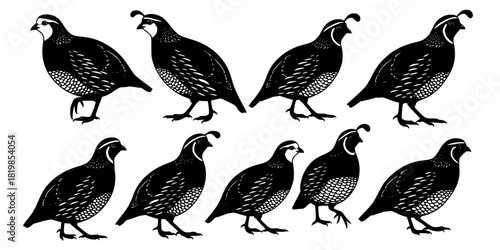 Quail bird silhouettes, wildlife illustration design, standing and walking quails, nature animal artwork, bird identification concept, detailed plume silhouette drawing