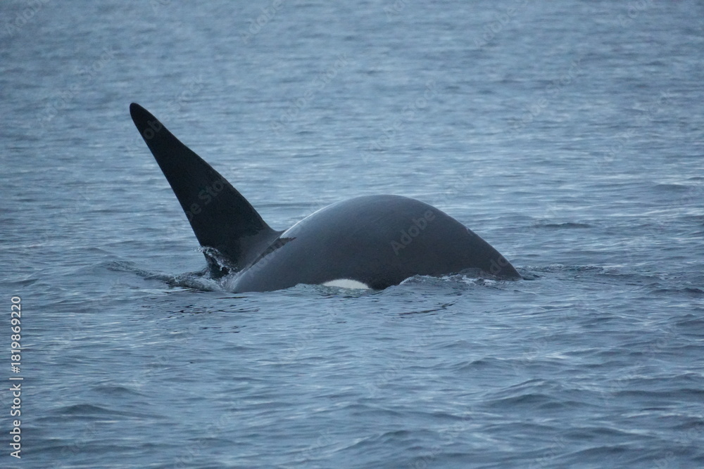 Naklejka premium Orca im Wasser