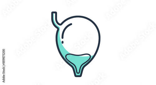 Medical Illustration of the Urinary Bladder Anatomy and Function Representation