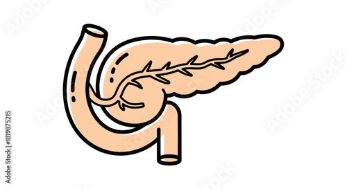 Human pancreas organ anatomy with pancreatic duct and duodenum, a medical vector illustration isolated on a white background