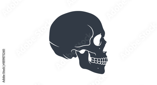 Skull illustration in a side profile, with detailed features and a simple white background