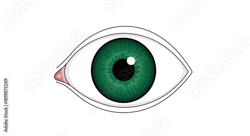 Illustration of a green eye with distinct anatomy, showcasing detail and clarity for health and design applications