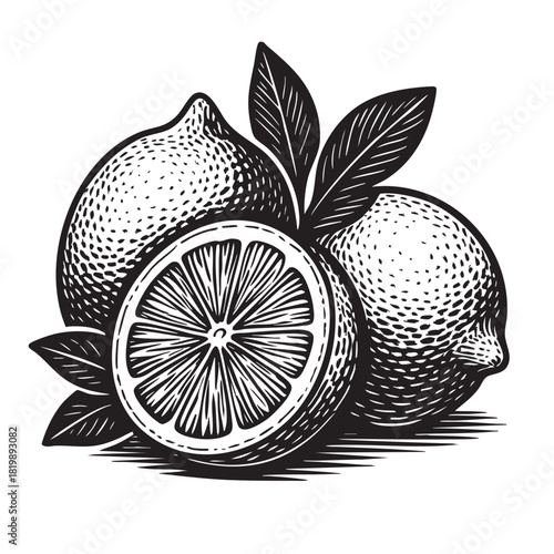 Engraving of whole lemons and a half-sliced lemon displaying pulp and seeds, surrounded by fresh leaves.