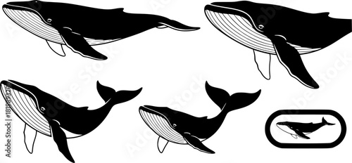 Blue whale silhouette, Whale silhouette, Blue whale, Blue whale icon set, Whale clipart