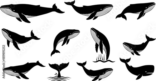 Blue whale silhouette, Whale silhouette, Blue whale, Blue whale icon set, Whale clipart