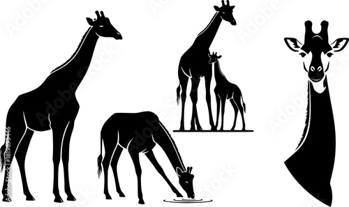 Giraffe silhouette, Giraffe, Giraffe silhouettes, Giraffe vector illustration, Giraffe clipart