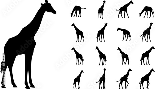 Giraffe silhouette, Giraffe, Giraffe silhouettes, Giraffe vector illustration, Giraffe clipart