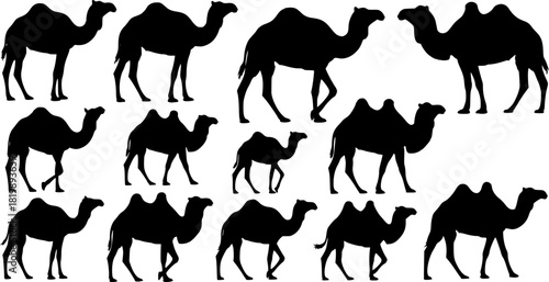 Camel silhouettes, Camel silhouette set, Camel vector illustration, Camel, Camel clipart