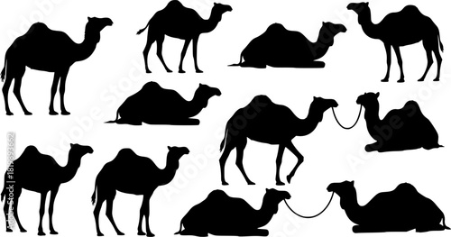 Camel silhouettes, Camel silhouette set, Camel vector illustration, Camel, Camel clipart