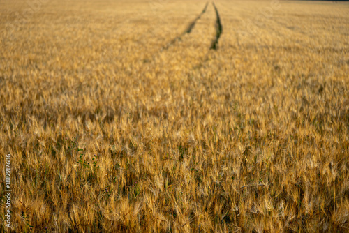 Golden barley field with tractor tracks leading through the crop on a warm summer day. Agricultural landscape symbolizing harvest season, farming and rural countryside.