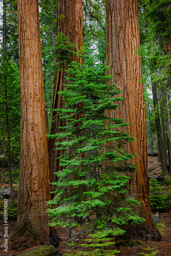 Giant Sequoias, Mariposa Grove, Yosemite