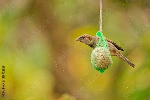 House sparrow (passer domesticus) feeding on a hanging fat ball in a garden during autumn drizzle