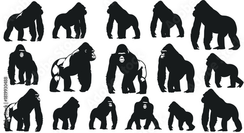 Extensive Collection of Gorilla and Silverback Ape Silhouettes Vector Illustration Set, Featuring Strong Primates in Various Walking and Standing Poses, Ideal for Wildlife and Zoo Graphics