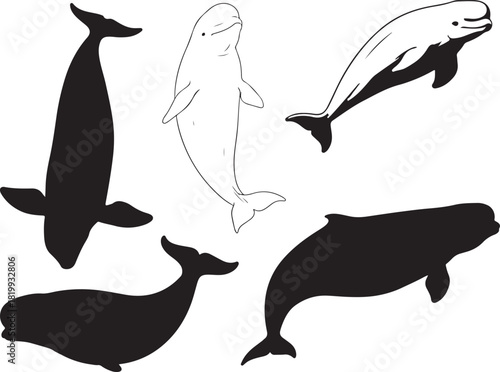 Beluga Whale Silhouette