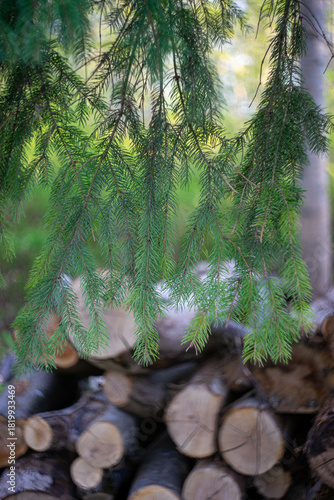 Close-up of green spruce branches hanging above a stack of cut firewood in a forest. Soft natural bokeh and gentle light create a calm woodland atmosphere.