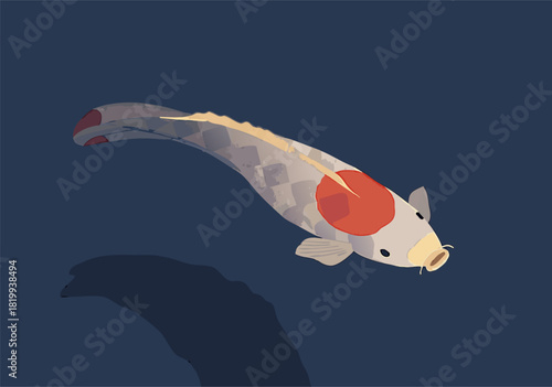Elegant Koi Carp with Red Markings Swimming Underwater