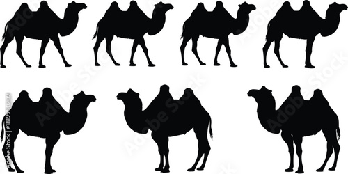  Bactrian Camel (Two-Humped) Black Silhouettes Collection, Standing Desert Animals, Ideal for Travel, Safari, Adventure, and Middle Eastern Vector Graphic Elements Set