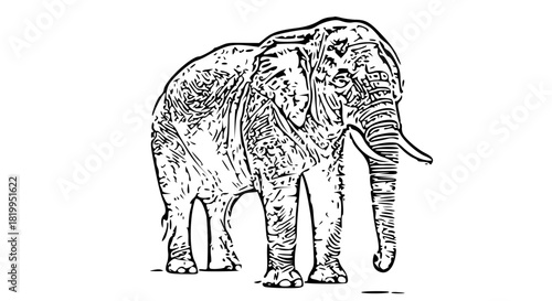 A majestic adult elephant standing calmly