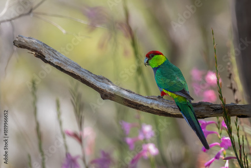 Red capped parrot (Purpureicephalus spurius) in a field of wildflowers, Perth Hills, Western Australia