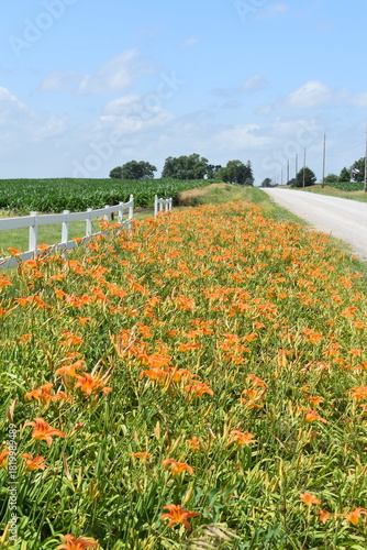 lilies along a country road