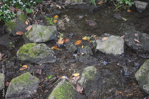 moss on stone