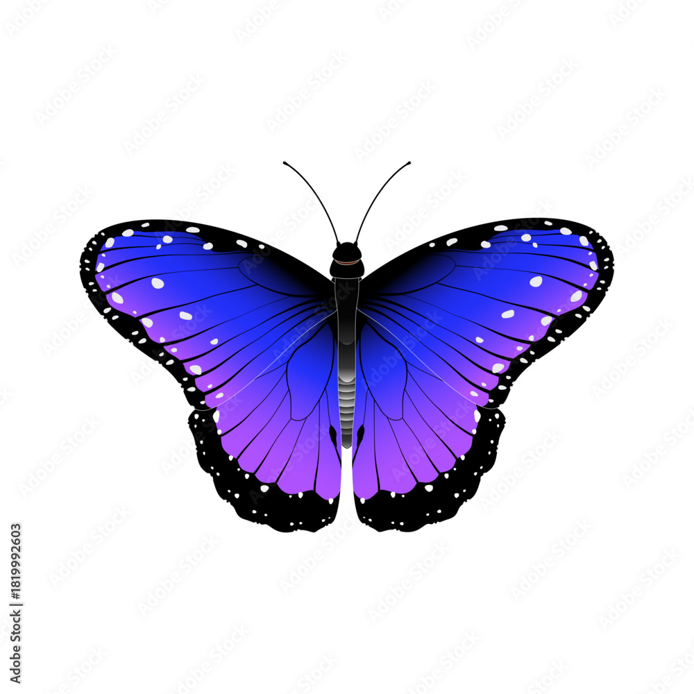 Obraz premium butterfly vector illustration